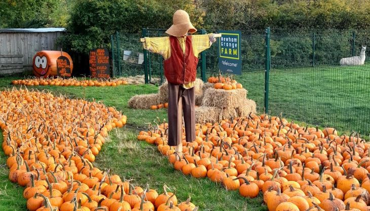 Halloween Fun at Newham Grange Farm, Middlesbrough